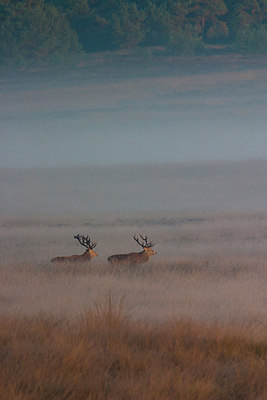 BUITEN BEELD Foto: 187757