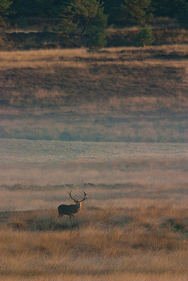 BUITEN BEELD Foto: 187762