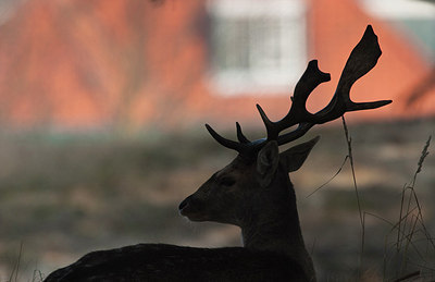 BUITEN BEELD Foto: 187770