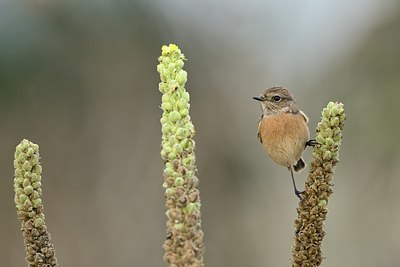 BUITEN BEELD Foto: 187798