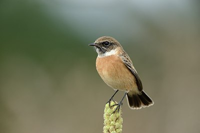 BUITEN BEELD Foto: 187825