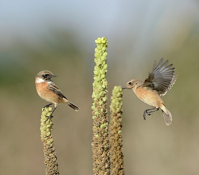 BUITEN BEELD Foto: 187827