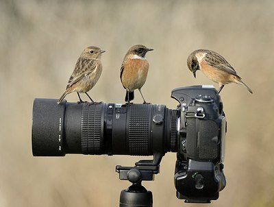 BUITEN BEELD Foto: 187830