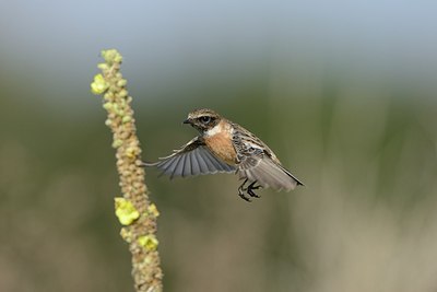 BUITEN BEELD Foto: 187833