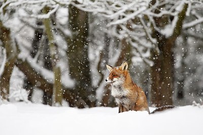 BUITEN BEELD Foto: 187840