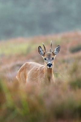 BUITEN BEELD Foto: 187844