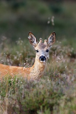 BUITEN BEELD Foto: 187845