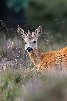 BUITEN BEELD Foto: 187846