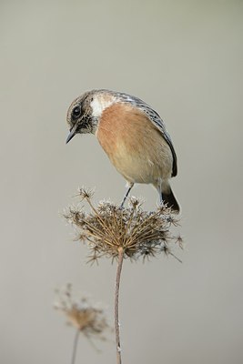 BUITEN BEELD Foto: 187953