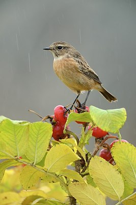 BUITEN BEELD Foto: 188003