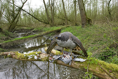 BUITEN BEELD Foto: 188031