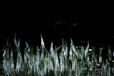 BUITEN BEELD Foto: 188046