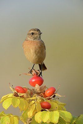 BUITEN BEELD Foto: 188068
