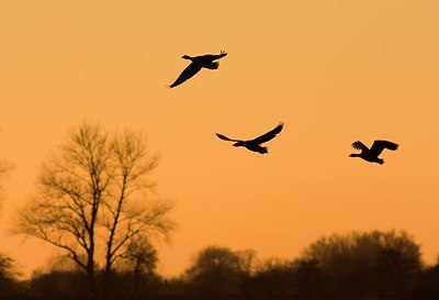 BUITEN BEELD Foto: 188093