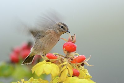 BUITEN BEELD Foto: 188146