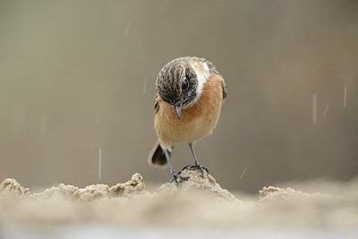 BUITEN BEELD Foto: 188149