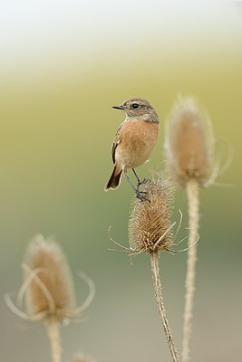 BUITEN BEELD Foto: 188154