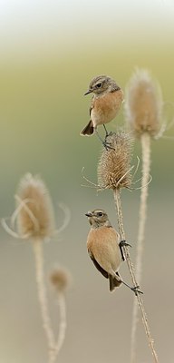 BUITEN BEELD Foto: 188186