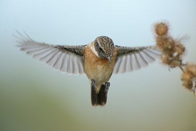 BUITEN BEELD Foto: 188307