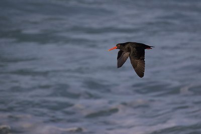 BUITEN BEELD Foto: 188339