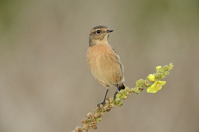 BUITEN BEELD Foto: 188355