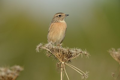 BUITEN BEELD Foto: 188356