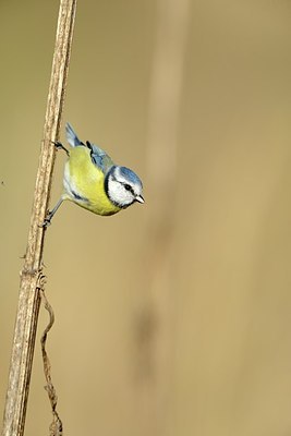 BUITEN BEELD Foto: 188358