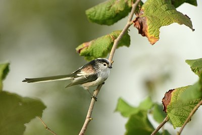 BUITEN BEELD Foto: 188366