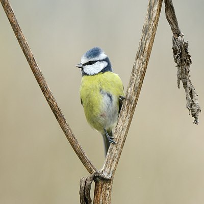 BUITEN BEELD Foto: 188425
