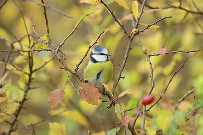 BUITEN BEELD Foto: 188431