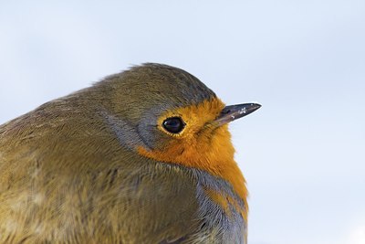 BUITEN BEELD Foto: 188448