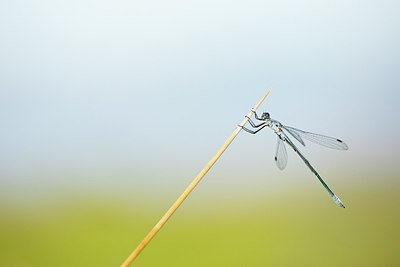 BUITEN BEELD Foto: 188455