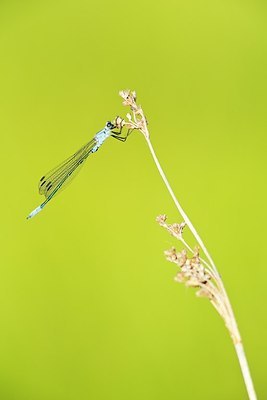 BUITEN BEELD Foto: 188457