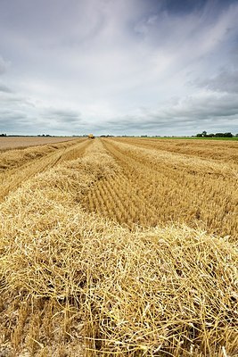 BUITEN BEELD Foto: 188520