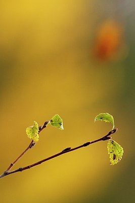 BUITEN BEELD Foto: 188548