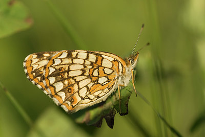 BUITEN BEELD Foto: 188627