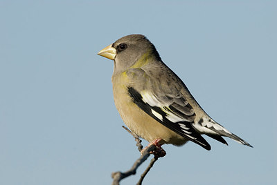 BUITEN BEELD Foto: 188632