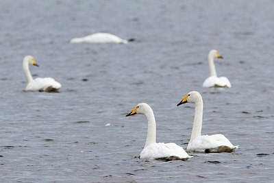 BUITEN BEELD Foto: 188650