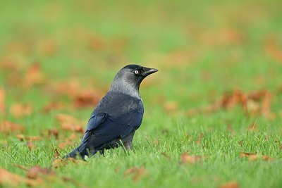 BUITEN BEELD Foto: 188700