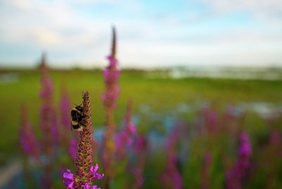 BUITEN BEELD Foto: 188723