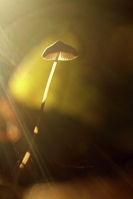 BUITEN BEELD Foto: 188755