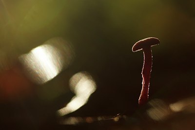 BUITEN BEELD Foto: 188756