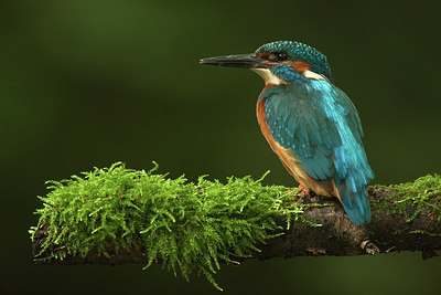 BUITEN BEELD Foto: 188783