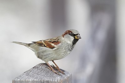 BUITEN BEELD Foto: 188788