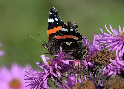 BUITEN BEELD Foto: 188803