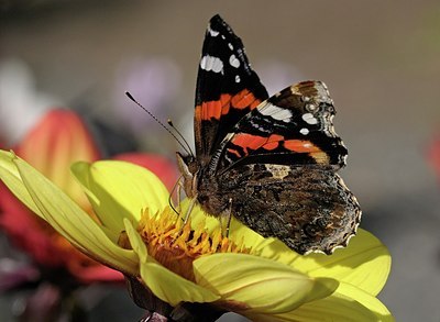 BUITEN BEELD Foto: 188806