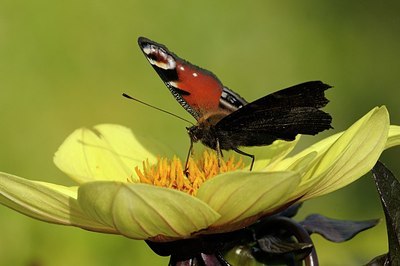 BUITEN BEELD Foto: 188827