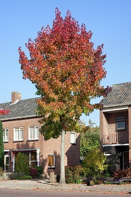 BUITEN BEELD Foto: 188877