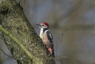 BUITEN BEELD Foto: 18004