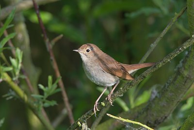 BUITEN BEELD Foto: 18007